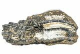 Mammoth Molar Slice With Case - South Carolina #291113-2